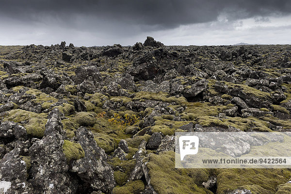 Verlängertes Zackenmützenmoos (Niphotrichum elongatum)  Lava  Lavafeld  Reykjanes  Island