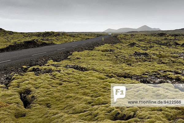 Straße durch Lavafeld  bewachsen von Verlängertem Zackenmützenmoos (Niphotrichum elongatum)  Reykjanes  Island