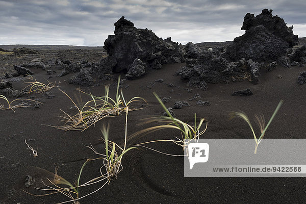 Gräser im Wind  schwarzer Sand  aufgetürmte Lava  Halbinsel Reykjanes  Island