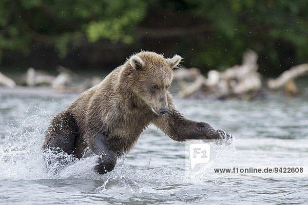 Braunbär (Ursus arctos)  bei der Lachsjagd  Kamtschatka  Russland