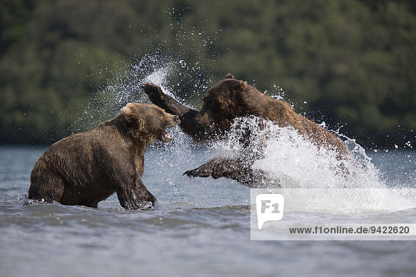 Braunbären (Ursus arctos)  kämpfen  Kamtschatka  Russland