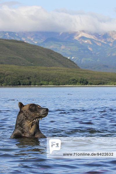 Braunbär (Ursus arctos)  Kamtschatka  Russland