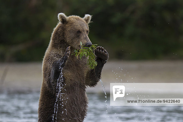 Braunbär (Ursus arctos)  Kamtschatka  Russland