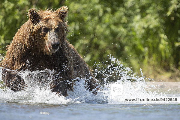 Braunbär (Ursus arctos)  jagdt  Kamtschatka  Russland