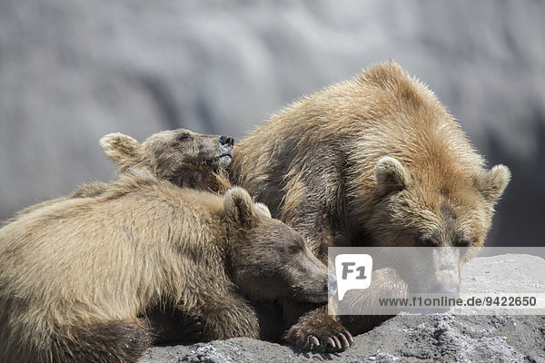 Braunbären (Ursus arctos)  nach dem Säugen  Kamtschatka  Russland