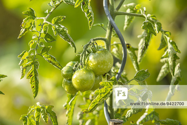 Grüne Tomaten am Strauch mit Tautropfen