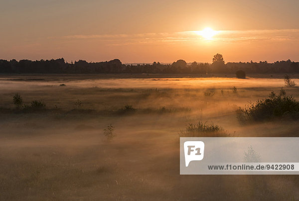 Sonnenaufgang im Recker Moor mit Bodennebel  Recke  Nordrhein-Westfalen  Deutschland