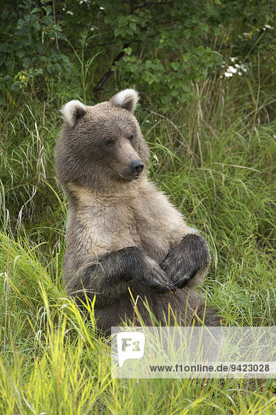 Braunbär (Ursus arctos)  aufrecht sitzend  Katmai-Nationalpark  Alaska  USA