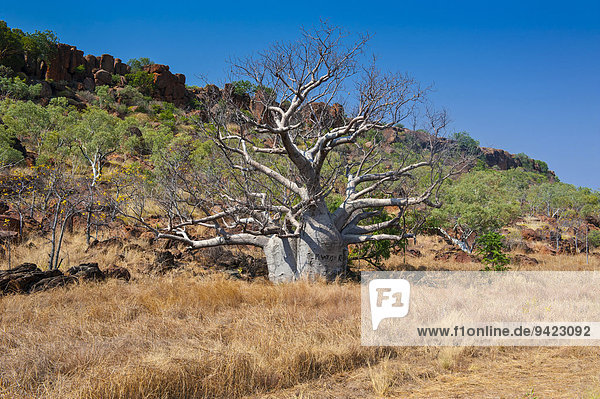 Affenbrotbaum (Adansonia sp.) im Outback  Northern Territory  Australien