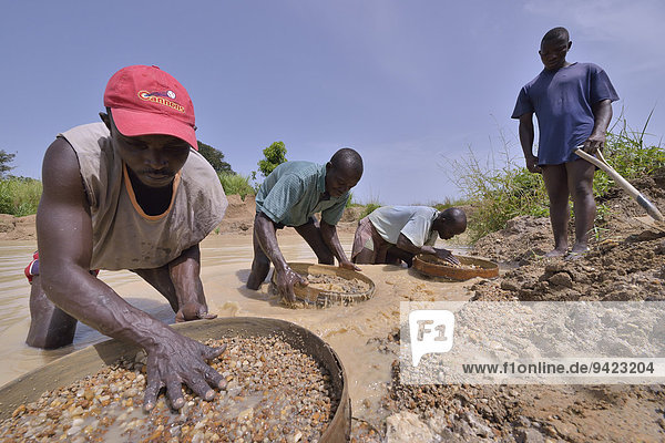 Diamond hunters searching for diamonds in a mine with sieves and shovels  near Koidu  Koidu-Sefadu  Kono District  Eastern Province  Sierra Leone