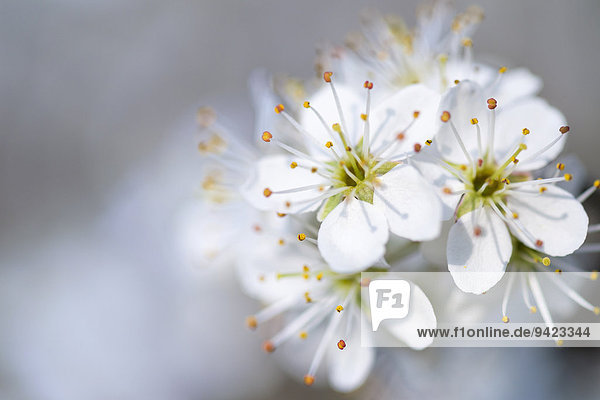 Wild Cherry blossoms (Prunus avium)  Germany