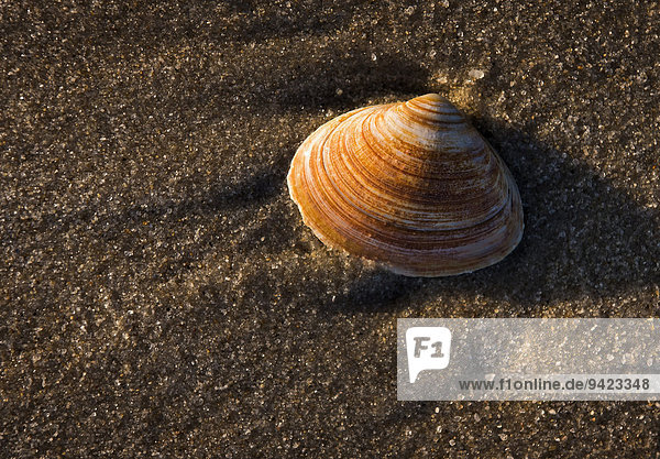 Shell on the beach  Westerland  Sylt  Schleswig-Holstein  Germany