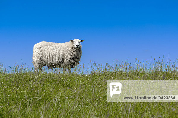 Sheep (Ovis orientalis aries) standing on a dike  near Archsum  Sylt  Schleswig-Holstein  Germany