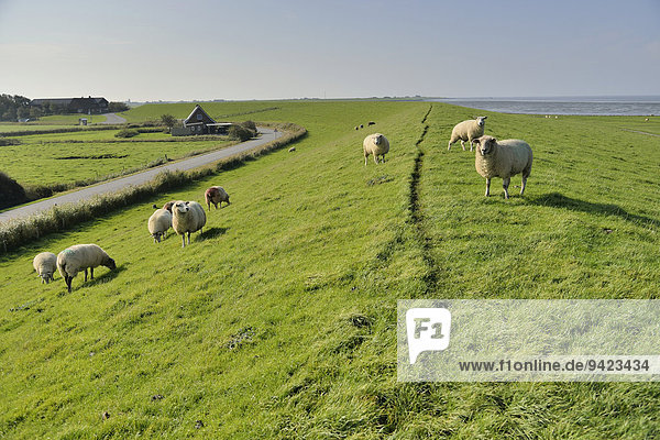 Schafe (Ovis aries) auf einem Deich  Insel Pellworm  Nordfriesland  Schleswig-Holstein  Deutschland