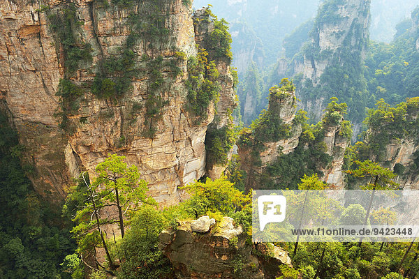 Avatar Berge mit senkrechten Felssäulen aus Quarzsandstein,  Zhangjiajie Nationalpark,  Provinz Hunan,  China