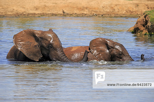 Afrikanischer Elefant  (Loxodonta africana)  zwei Elefanten im Wasser badend  Addo Elephant Nationalpark  Ostkap  Südafrika