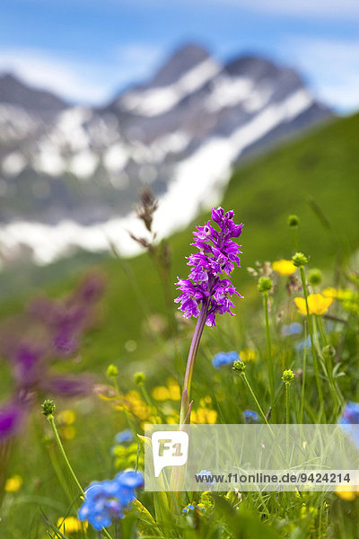 Orchid (Orchis) on a mountain meadow in Alpstein  Switzerland  Europe