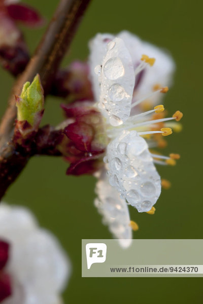 Aprikosenblüte (Prunus armeniaca) im Frühling
