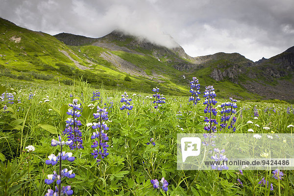 Wildblumenwiese in den Talkeetna Mountains in Alaska  USA  Nordamerika