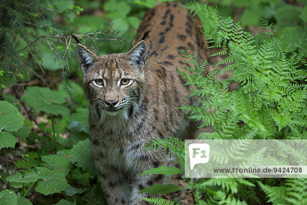 Luchs (Lynx lynx) im Tierfreigehege Neuschönau  Bayerischer Wald  Bayern  Deutschland  Europa  ÖffentlicherGrund