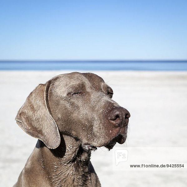 Weimaraner Jagdhund am Strand Vågsøy Norwegen