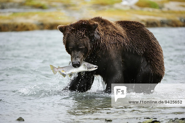 Braunbär (Ursus arctos) mit Lachs im Maul schreitet durch den Fluss  Katmai-Nationalpark  Alaska