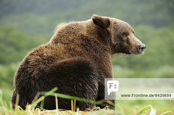 Braunbär (Ursus arctos) sitzt im Gras  Katmai-Nationalpark  Alaska