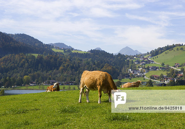 Pasture  cows  Thiersee  Vorderthiersee  Tyrol  Austria