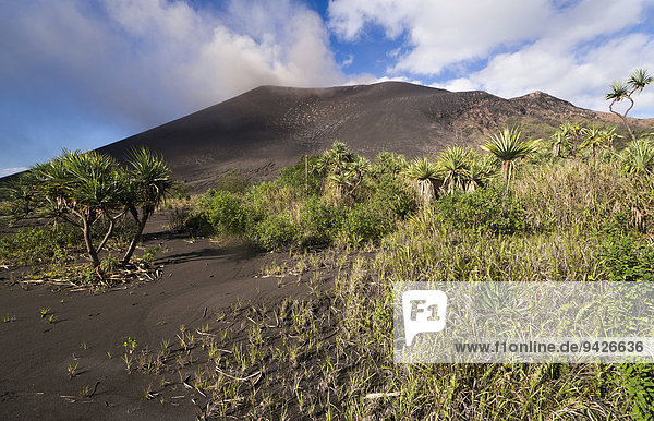 Schraubenbäume (Pandanus sp.) in Sandebene Ash Plain vor Mount Yasur Vulkan Insel Tanna Vanuatu
