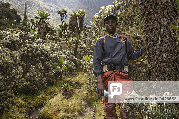 Hiking  trekking guide in the Rwenzori Mountains  Kasese  Uganda