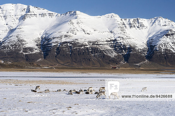 Rentiere (Rangifer tarandus) vor Bergen im Winter Ostfjorde Island