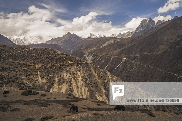 Yaks grasen vor Bergpanorama Gokyo-Tal Khumbu Solukhumbu Mount Everest Region Nepal