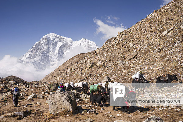 Laden yaks on the way to Everest Base Camp  Khumbu  Solukhumbu District  Mount Everest Region  Nepal