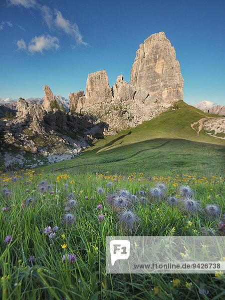 Cinque Torri with blue sky and a meadow with flowers in the foreground  Dolomites  Veneto  Italy