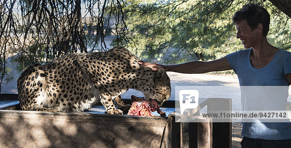 Frau streichelt einen fressenden Geparden auf einer Farm  Karas  Namibia