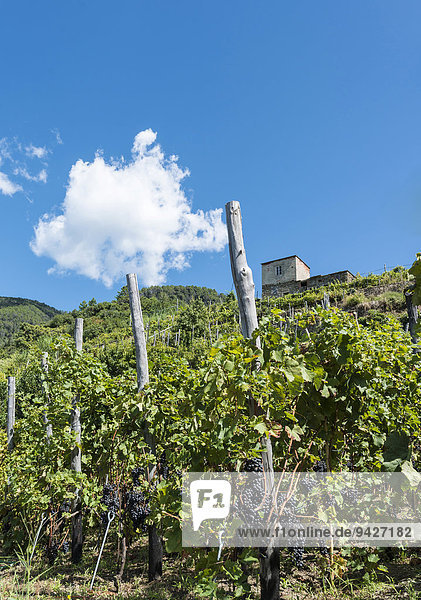 Weinanbau  Weinreben mit Trauben  Cinque Terre  La Spezia  Cinque Terre  Ligurien  Italien