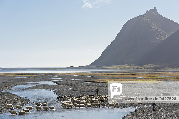 Schafe werden zu Fuß zusammengetrieben und durchqueren einen Fluss  Schafabtrieb  bei Höfn  Island