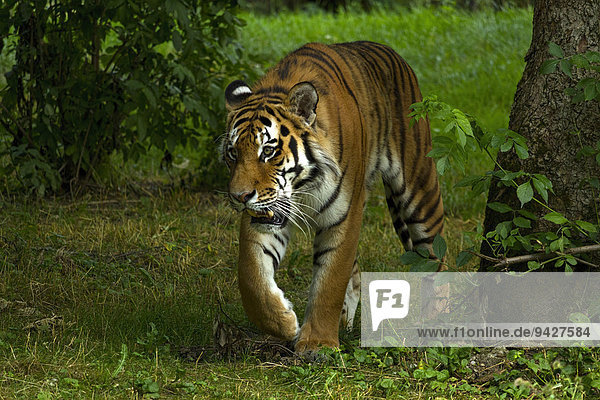 Tiger (Panthera tigris)  Tierpark Hellabrunn  München  Oberbayern  Bayern  Deutschland