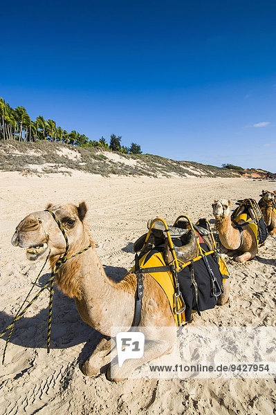 Kamele warten auf Touristen,  am Cable Beach,  Broome,  Western Australia