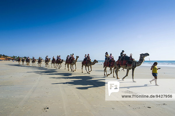 Touristen reiten auf Kamelen  am Cable Beach  Broome  Western Australia