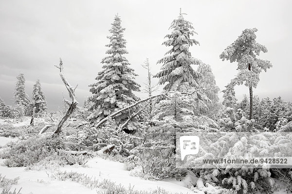 Raureif und Schneelandschaft am Ruhestein im Nordschwarzwald  Baden-Württemberg  Deutschland  Europa