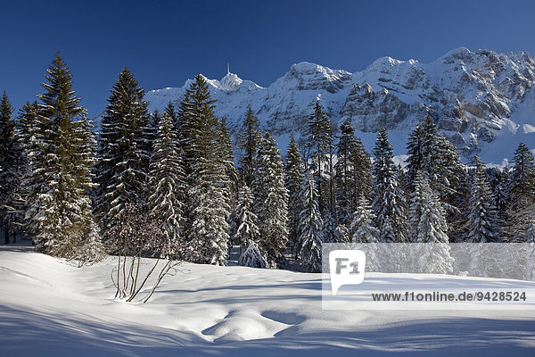Winterlandschaft im Alpstein mit Neuschnee  Appenzell  Schweiz  Europa