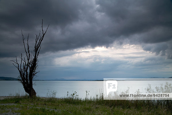 Alter Baum bei Regenwolken im Abendlicht Bodensee Baden-Württemberg Deutschland Europa