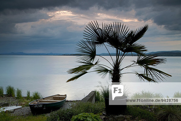 Palme mit Fischerboot und Regenwolken im Abendlicht am Bodensee Reichenau Baden-Württemberg Deutschland Europa