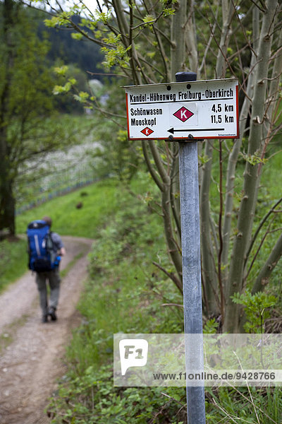 Hiker with hiking sign for the Kandelhoehenweg trail from Oberkirch to Freiburg  Black Forest  Baden-Wuerttemberg  Germany  Europe