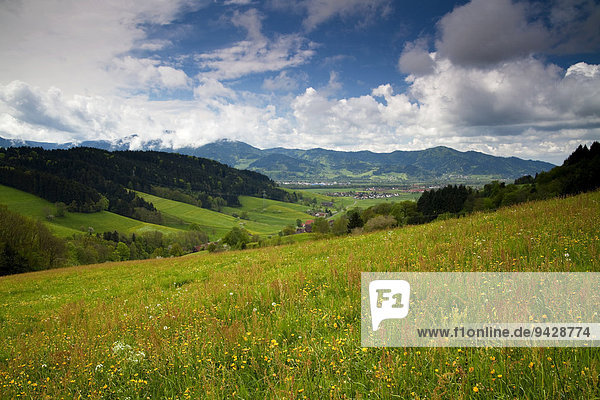 Schwarzwaldwiese im Frühling mit Blick in das Dreisamtal  Schwarzwald  Baden-Württemberg  Deutschland  Europa