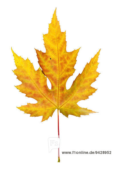 Ahornblatt (Acer) im Herbst