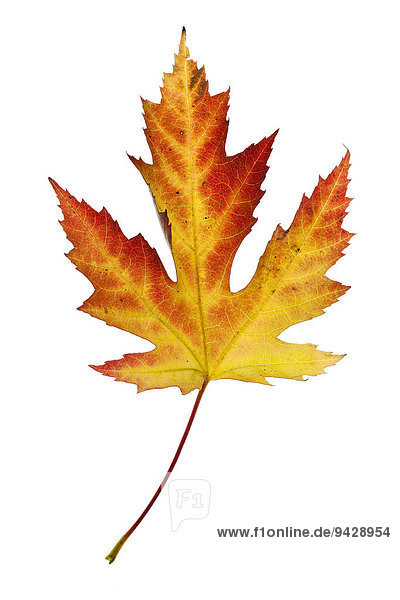 Maple (Acer) leaf in autumn