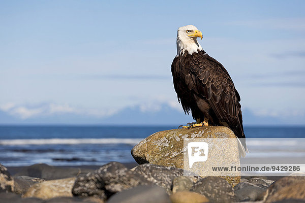 Bald Eagle (Haliaeetus leucocephalus) on the beach at Anchor Point on the Cook Inlet  Alaska  USA
