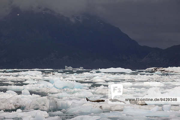 Seehunde auf Eisschollen des Columbia Gletscher im Prince William Sound  einer Meeresbucht in Alaska  USA  Nordamerika